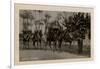 Arab Wedding with Camels, Egypt-null-Framed Photographic Print