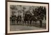 Arab Wedding with Camels, Egypt-null-Framed Photographic Print