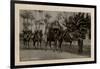 Arab Wedding with Camels, Egypt-null-Framed Photographic Print