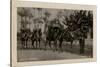 Arab Wedding with Camels, Egypt-null-Stretched Canvas