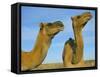 Arabian Camels (Camelus Dromedarius), Feral in Outback, New South Wales, Australia-Steve & Ann Toon-Framed Stretched Canvas