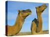 Arabian Camels (Camelus Dromedarius), Feral in Outback, New South Wales, Australia-Steve & Ann Toon-Stretched Canvas