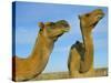 Arabian Camels (Camelus Dromedarius), Feral in Outback, New South Wales, Australia-Steve & Ann Toon-Stretched Canvas