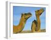 Arabian Camels (Camelus Dromedarius), Feral in Outback, New South Wales, Australia-Steve & Ann Toon-Framed Photographic Print