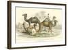 Arabian Camels-J. Stewart-Framed Art Print