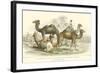 Arabian Camels-J. Stewart-Framed Art Print