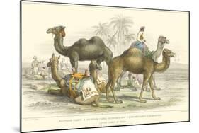 Arabian Camels-J. Stewart-Mounted Art Print