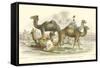 Arabian Camels-J. Stewart-Framed Stretched Canvas