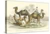 Arabian Camels-J. Stewart-Stretched Canvas