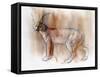 Arabian Caracal, 2009-Mark Adlington-Framed Stretched Canvas