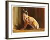 Arabian Caracal, 2010-Mark Adlington-Framed Giclee Print