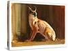 Arabian Caracal, 2010-Mark Adlington-Stretched Canvas