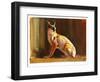 Arabian Caracal, 2010-Mark Adlington-Framed Giclee Print