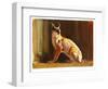 Arabian Caracal, 2010-Mark Adlington-Framed Giclee Print