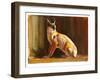 Arabian Caracal, 2010-Mark Adlington-Framed Giclee Print