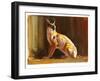 Arabian Caracal, 2010-Mark Adlington-Framed Giclee Print