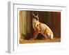 Arabian Caracal, 2010-Mark Adlington-Framed Giclee Print