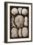 Arabian Corals, Historical Artwork, 1876-Mehau Kulyk-Framed Photographic Print