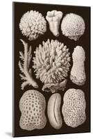 Arabian Corals, Historical Artwork, 1876-Mehau Kulyk-Mounted Photographic Print