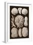 Arabian Corals, Historical Artwork, 1876-Mehau Kulyk-Framed Premium Photographic Print