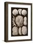 Arabian Corals, Historical Artwork, 1876-Mehau Kulyk-Framed Photographic Print