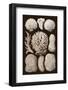 Arabian Corals, Historical Artwork, 1876-Mehau Kulyk-Framed Photographic Print