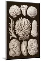 Arabian Corals, Historical Artwork, 1876-Mehau Kulyk-Mounted Photographic Print