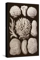 Arabian Corals, Historical Artwork, 1876-Mehau Kulyk-Stretched Canvas