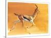 Arabian Gazelle, 2010-Mark Adlington-Stretched Canvas