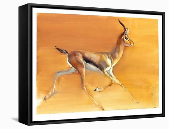 Arabian Gazelle, 2010-Mark Adlington-Framed Stretched Canvas