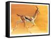 Arabian Gazelle, 2010-Mark Adlington-Framed Stretched Canvas