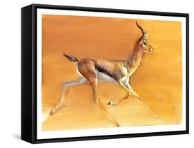 Arabian Gazelle, 2010-Mark Adlington-Framed Stretched Canvas