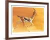 Arabian Gazelle, 2010-Mark Adlington-Framed Giclee Print