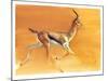 Arabian Gazelle, 2010-Mark Adlington-Mounted Giclee Print