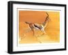 Arabian Gazelle, 2010-Mark Adlington-Framed Giclee Print