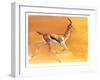 Arabian Gazelle, 2010-Mark Adlington-Framed Giclee Print
