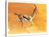 Arabian Gazelle, 2010-Mark Adlington-Stretched Canvas