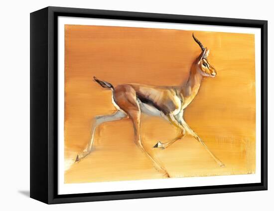 Arabian Gazelle, 2010-Mark Adlington-Framed Stretched Canvas