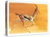 Arabian Gazelle, 2010-Mark Adlington-Stretched Canvas