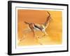 Arabian Gazelle, 2010-Mark Adlington-Framed Giclee Print