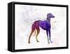 Arabian Greyhound in Watercolor-paulrommer-Framed Stretched Canvas