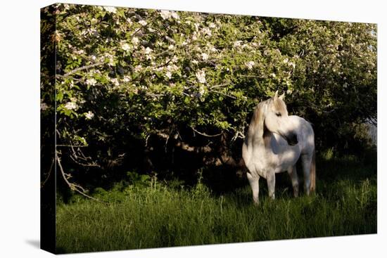 Arabian Horse by Apple Tree in Early Evening Light, Fort Bragg, California-Lynn M^ Stone-Stretched Canvas