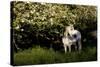 Arabian Horse by Apple Tree in Early Evening Light, Fort Bragg, California-Lynn M^ Stone-Stretched Canvas