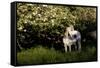 Arabian Horse by Apple Tree in Early Evening Light, Fort Bragg, California-Lynn M^ Stone-Framed Stretched Canvas