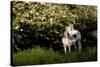 Arabian Horse by Apple Tree in Early Evening Light, Fort Bragg, California-Lynn M^ Stone-Stretched Canvas