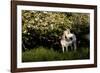 Arabian Horse by Apple Tree in Early Evening Light, Fort Bragg, California-Lynn M^ Stone-Framed Photographic Print