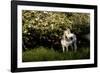 Arabian Horse by Apple Tree in Early Evening Light, Fort Bragg, California-Lynn M^ Stone-Framed Photographic Print
