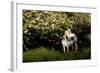 Arabian Horse by Apple Tree in Early Evening Light, Fort Bragg, California-Lynn M^ Stone-Framed Photographic Print