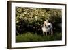 Arabian Horse by Apple Tree in Early Evening Light, Fort Bragg, California-Lynn M^ Stone-Framed Photographic Print