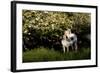 Arabian Horse by Apple Tree in Early Evening Light, Fort Bragg, California-Lynn M^ Stone-Framed Photographic Print